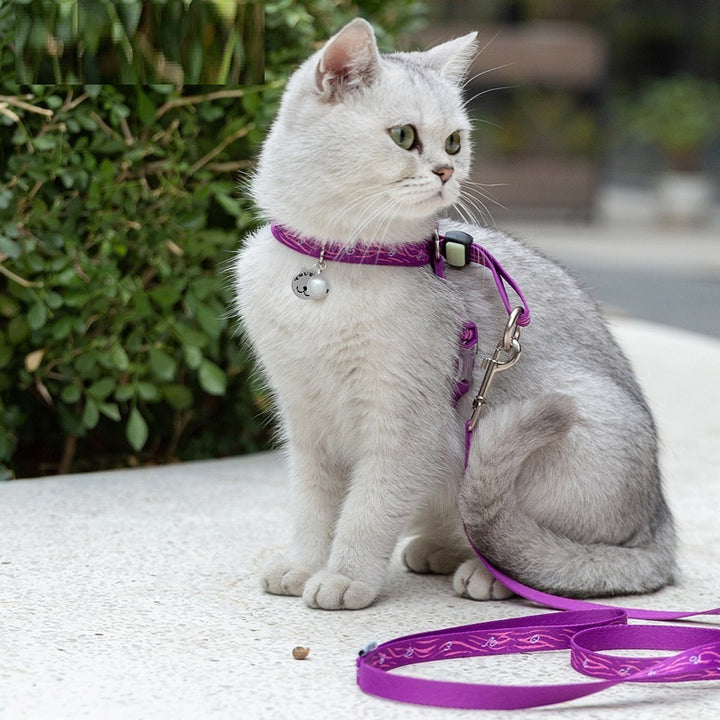 Package Vest Small Dog Teddy Leash